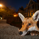 Illustration for article titled Sneak a Peek at the Year's Best Wildlife Photography